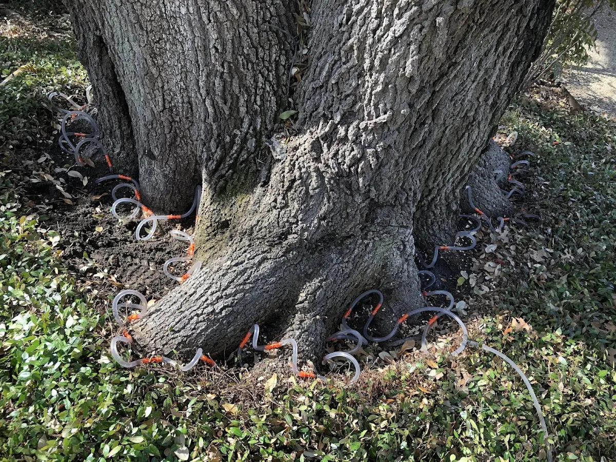 Detailed Tree Cabling and Bracing job site in Glover